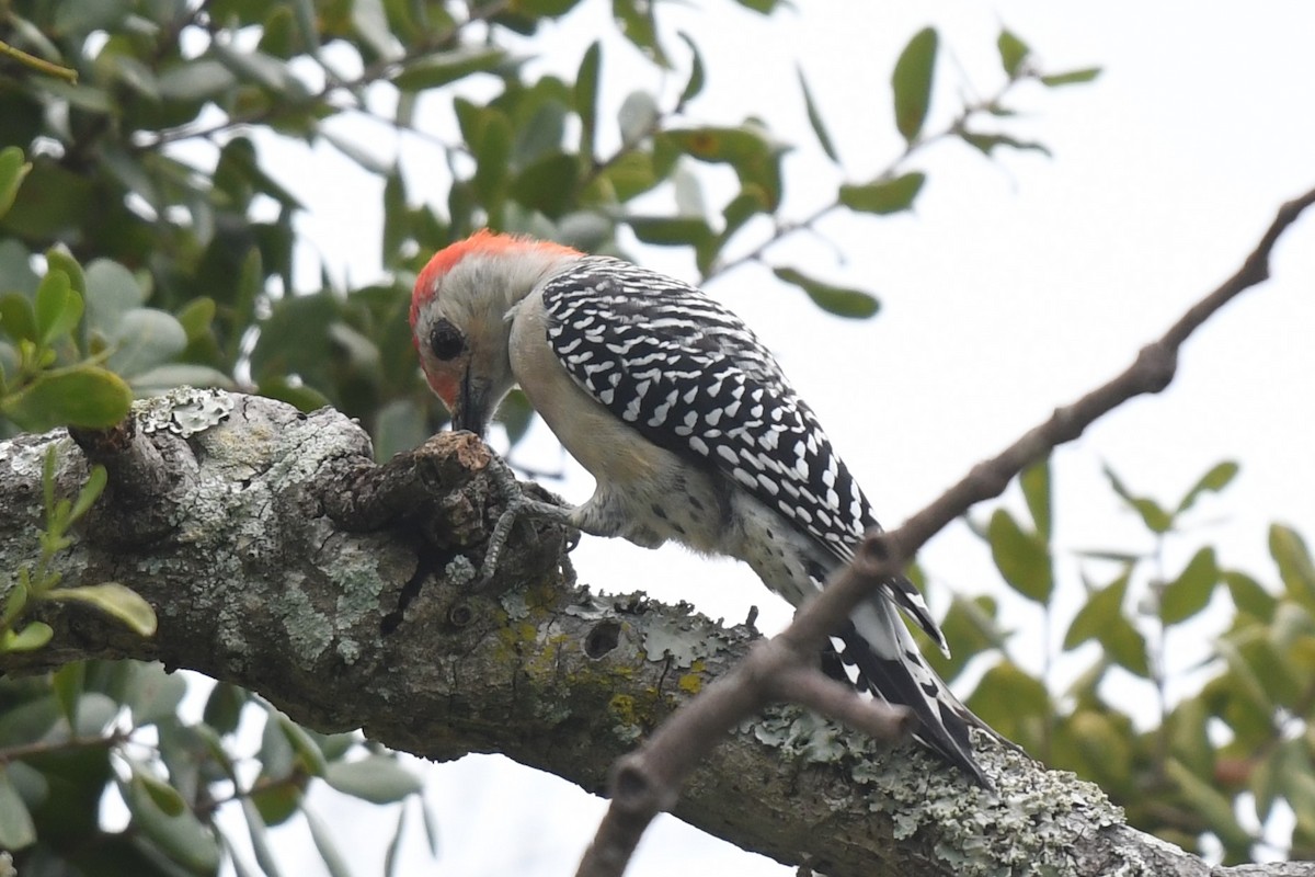 Red-bellied Woodpecker - ML623917142