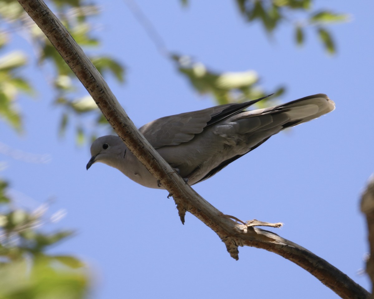 Eurasian Collared-Dove - ML623917152