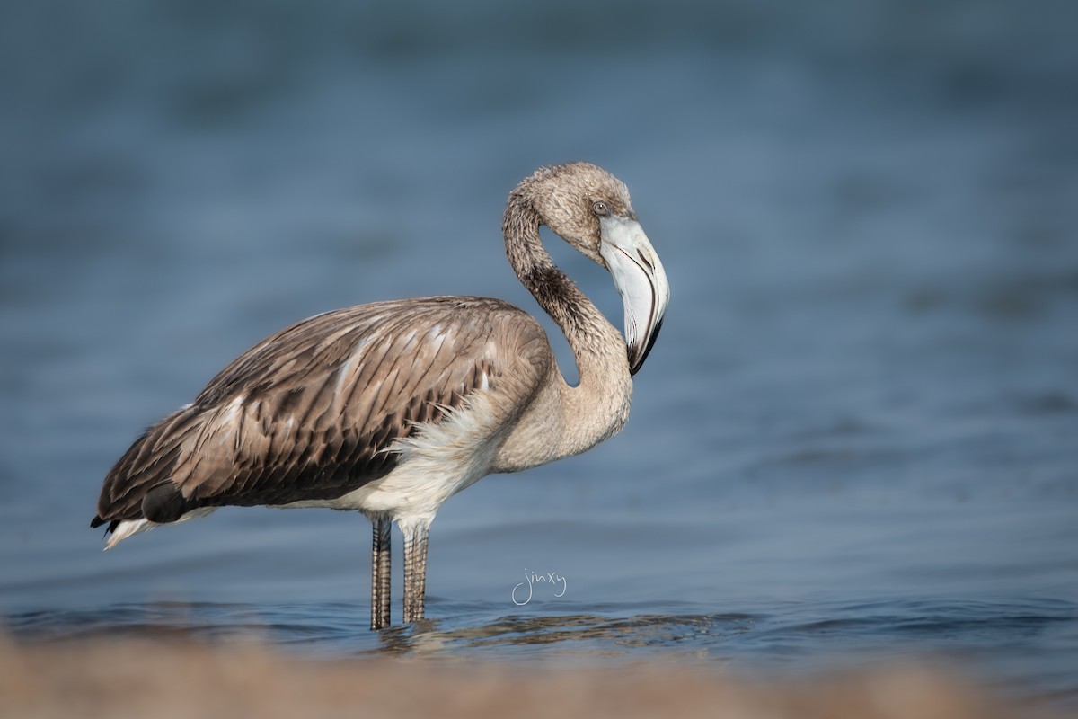 Greater Flamingo - ML623917156