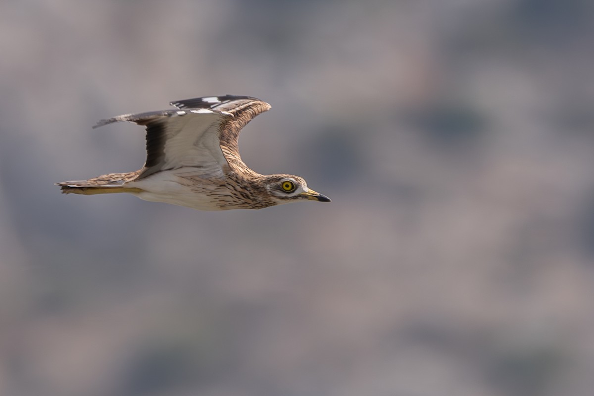 Eurasian Thick-knee - ML623917182