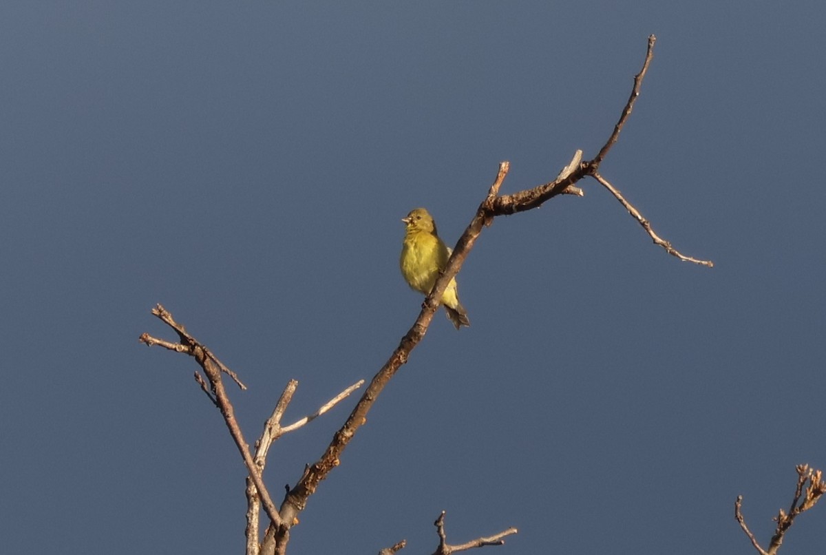 Lesser Goldfinch - Nina Jones