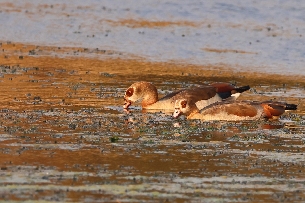 Egyptian Goose - ML623917208