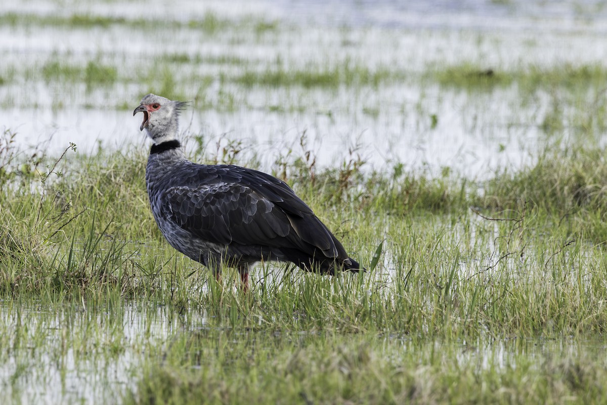 Southern Screamer - ML623917209