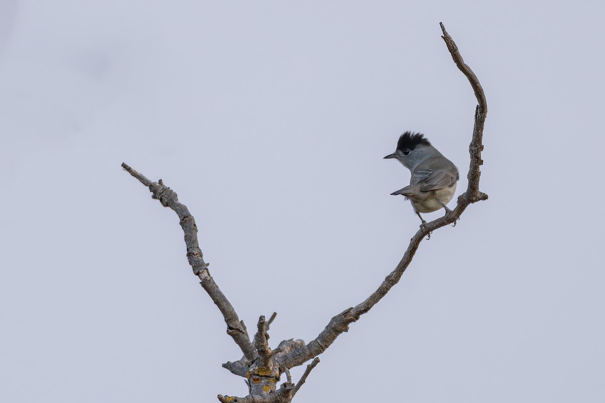 Eurasian Blackcap - ML623917224