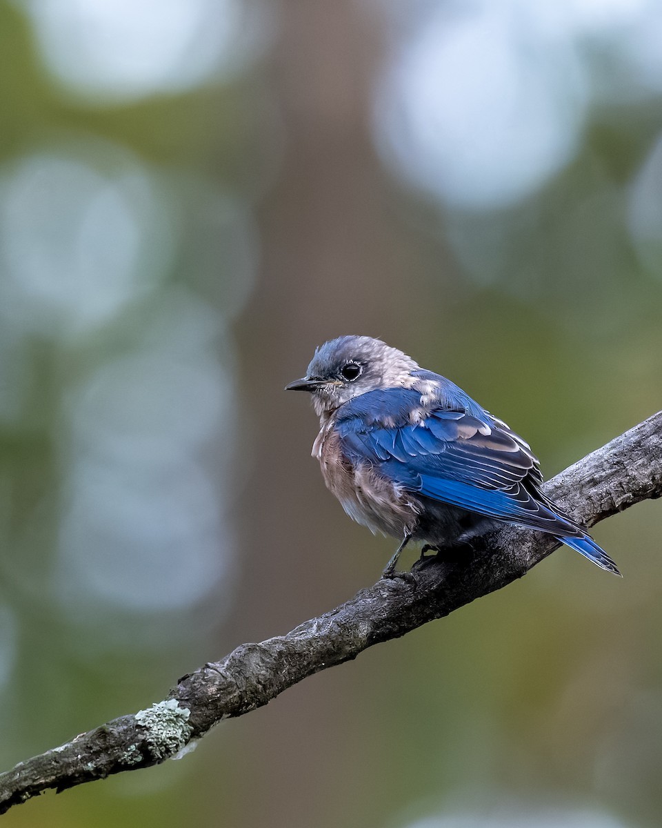 Eastern Bluebird - ML623917227