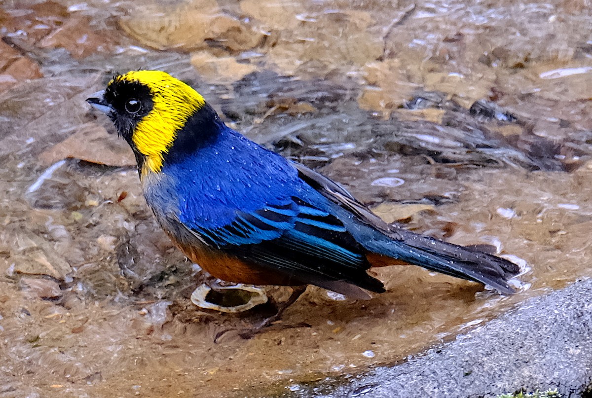 Golden-collared Tanager - ML623917245