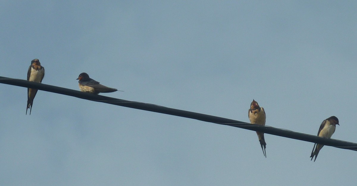 Golondrina Común - ML623917247