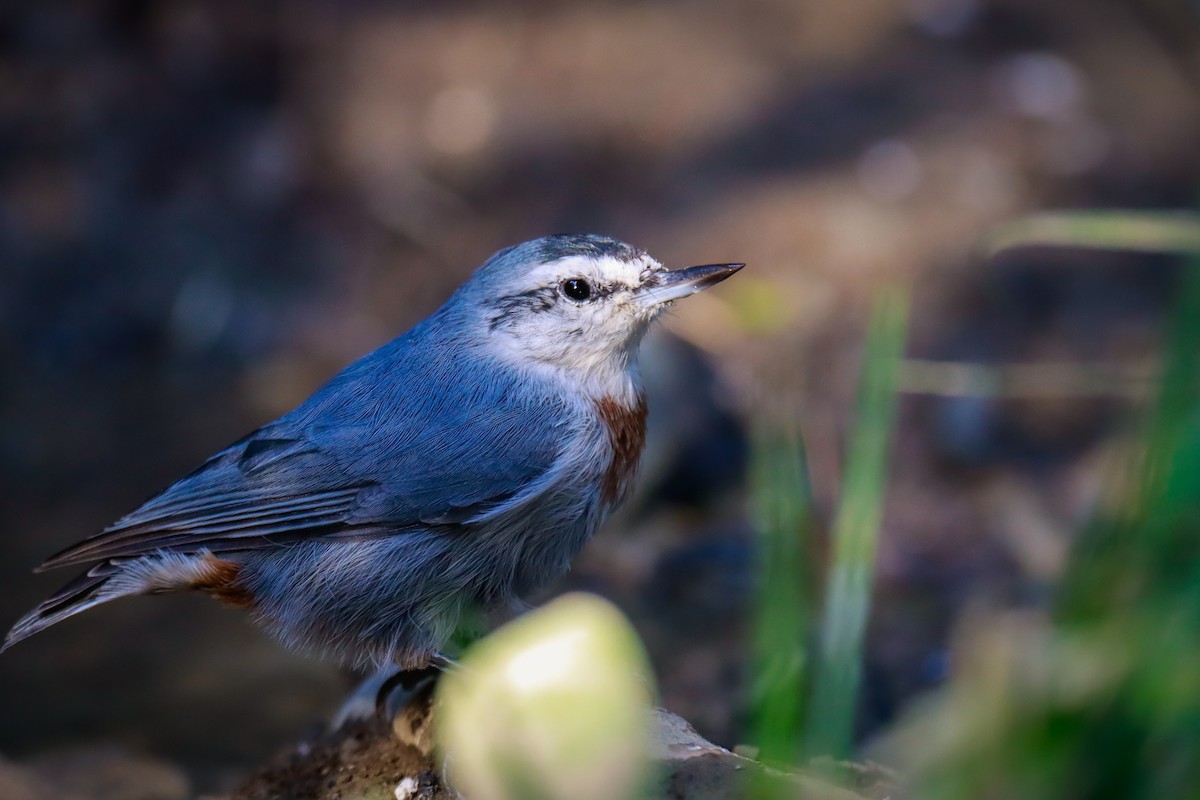 Krüper's Nuthatch - ML623917253