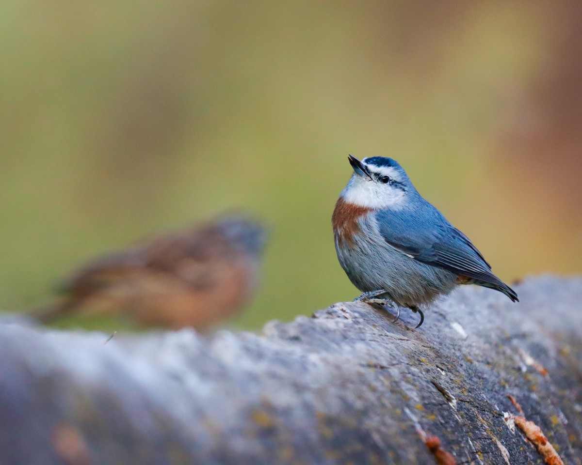 Krüper's Nuthatch - Ömer Kilit