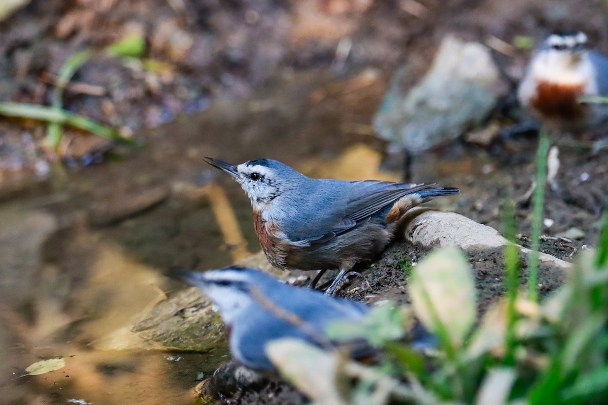 Krüper's Nuthatch - ML623917255