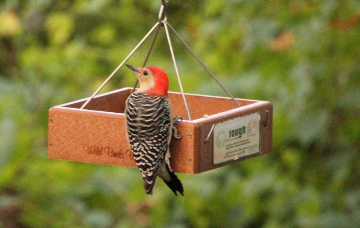 Red-bellied Woodpecker - ML623917287