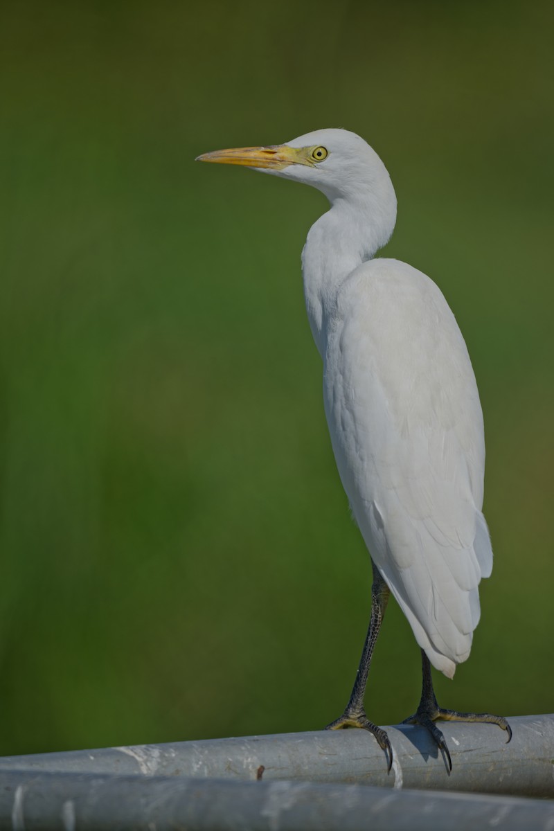 Western Cattle Egret - ML623917310