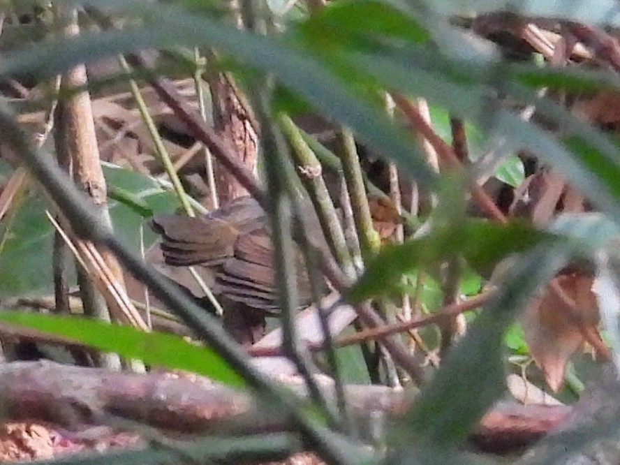 Black-headed Antbird - ML623917326