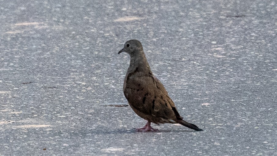 Ruddy Ground Dove - ML623917328