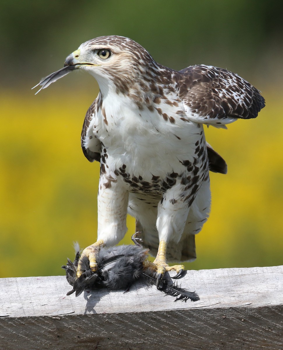 Red-tailed Hawk (borealis) - Michael Lyman