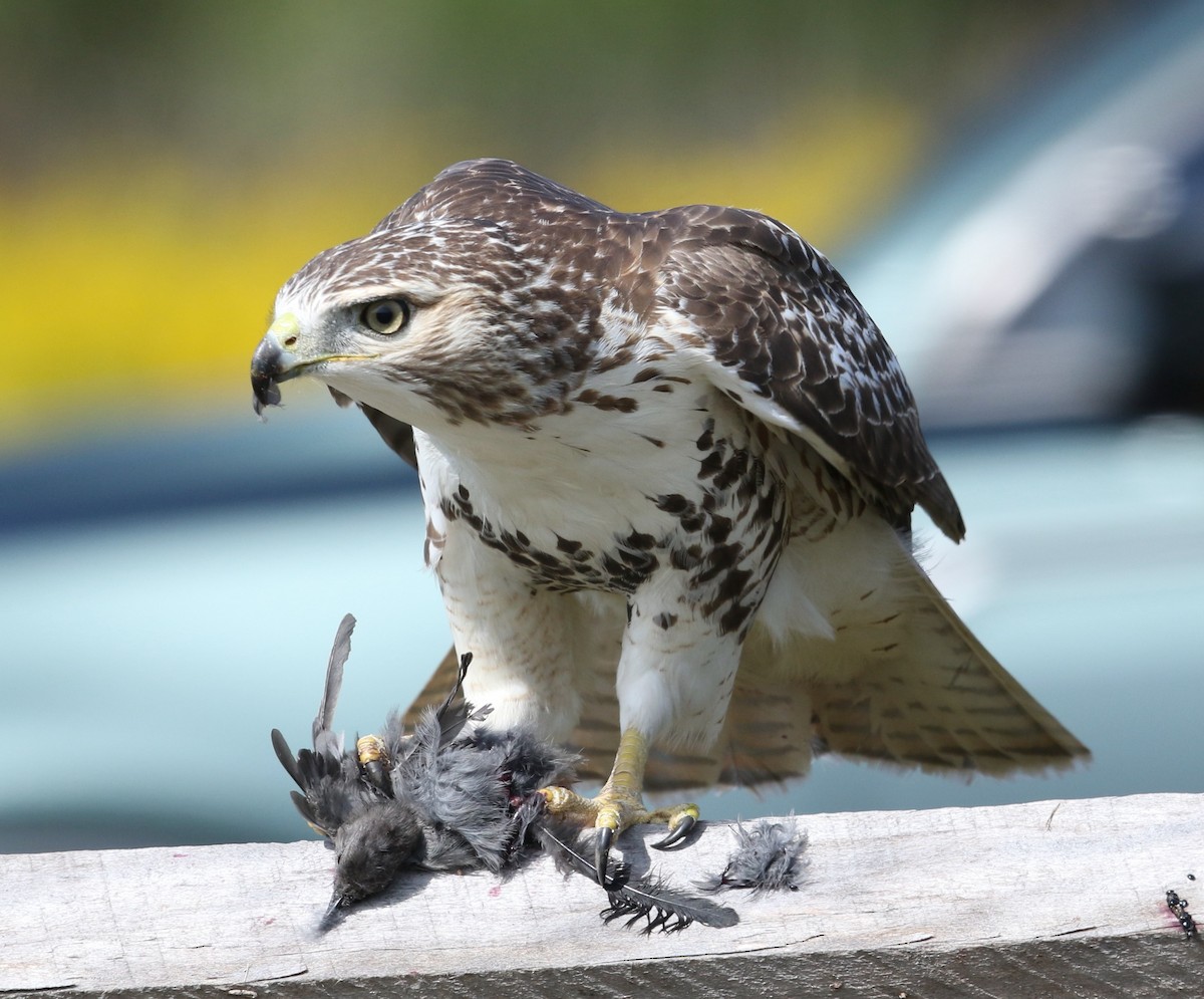 Red-tailed Hawk (borealis) - ML623917333