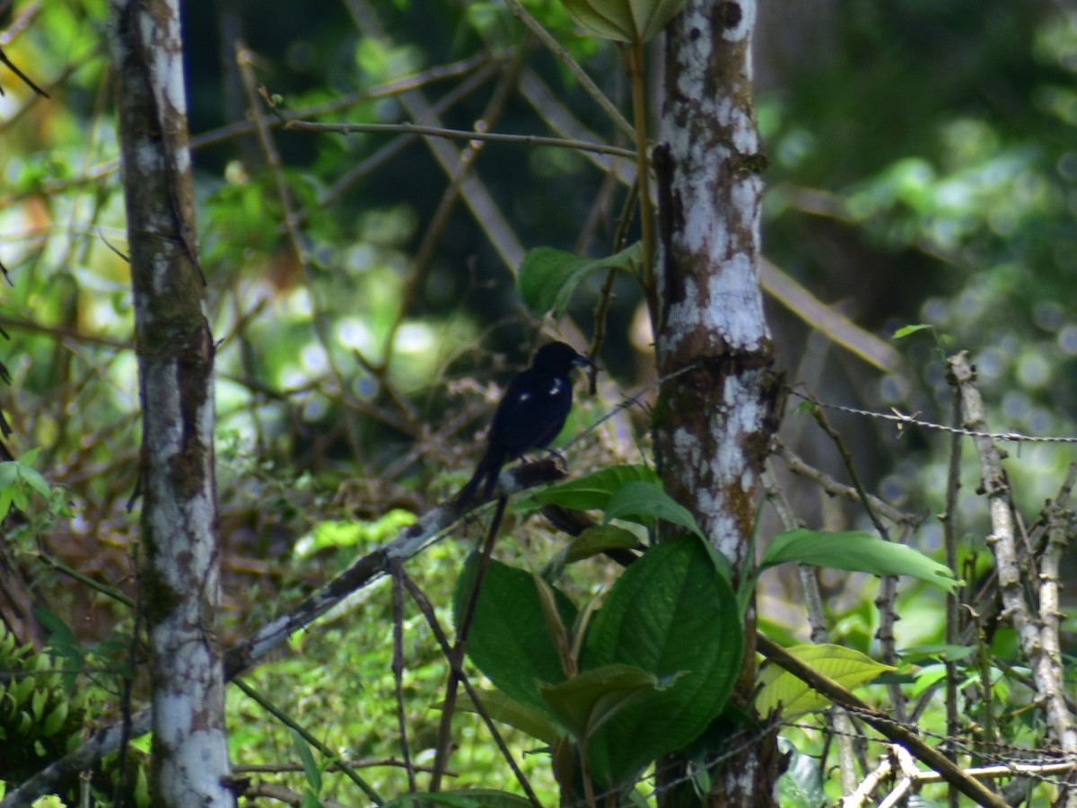 White-shouldered Tanager - ML623917334