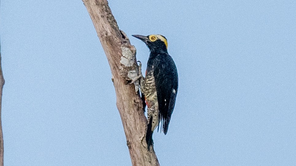 Yellow-tufted Woodpecker - ML623917356