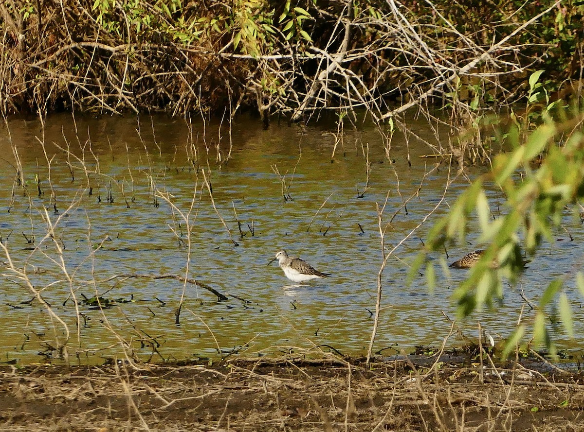 Stilt Sandpiper - ML623917381