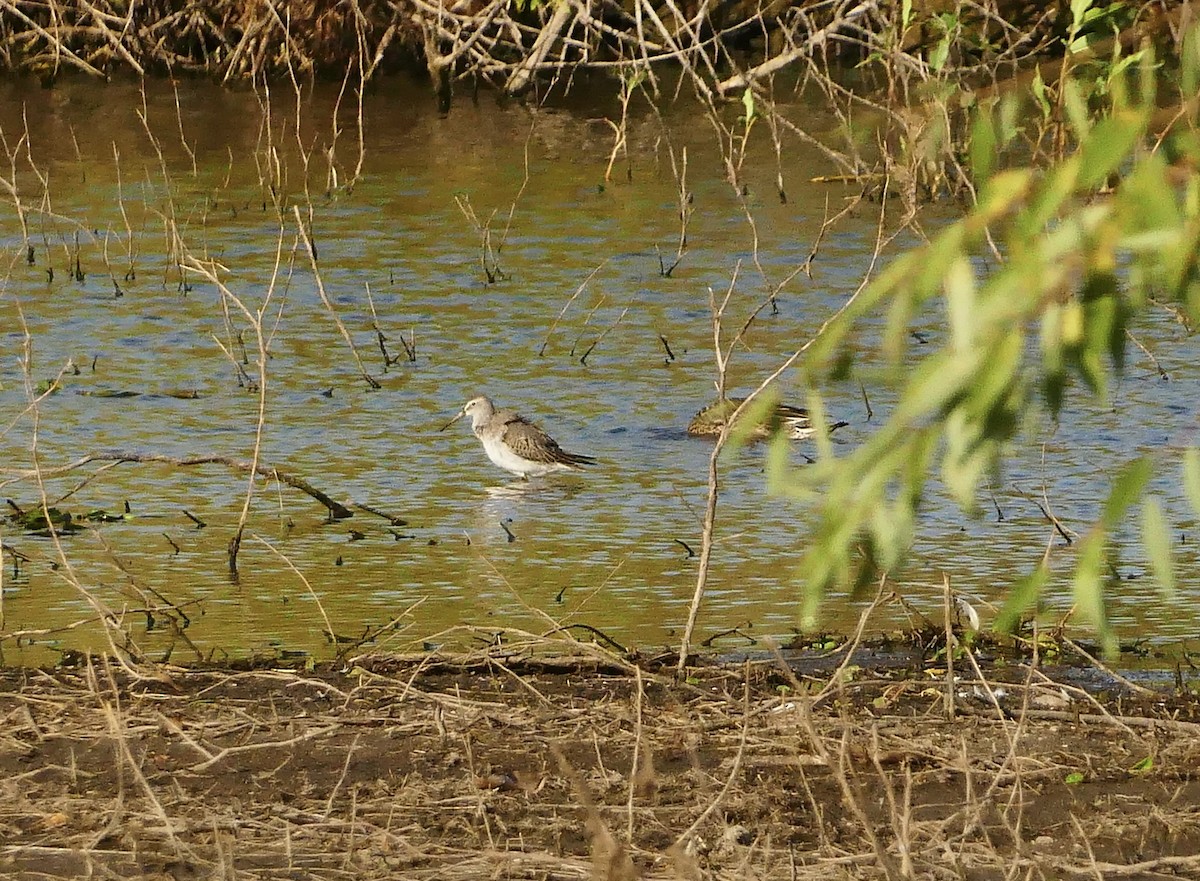 Stilt Sandpiper - ML623917389