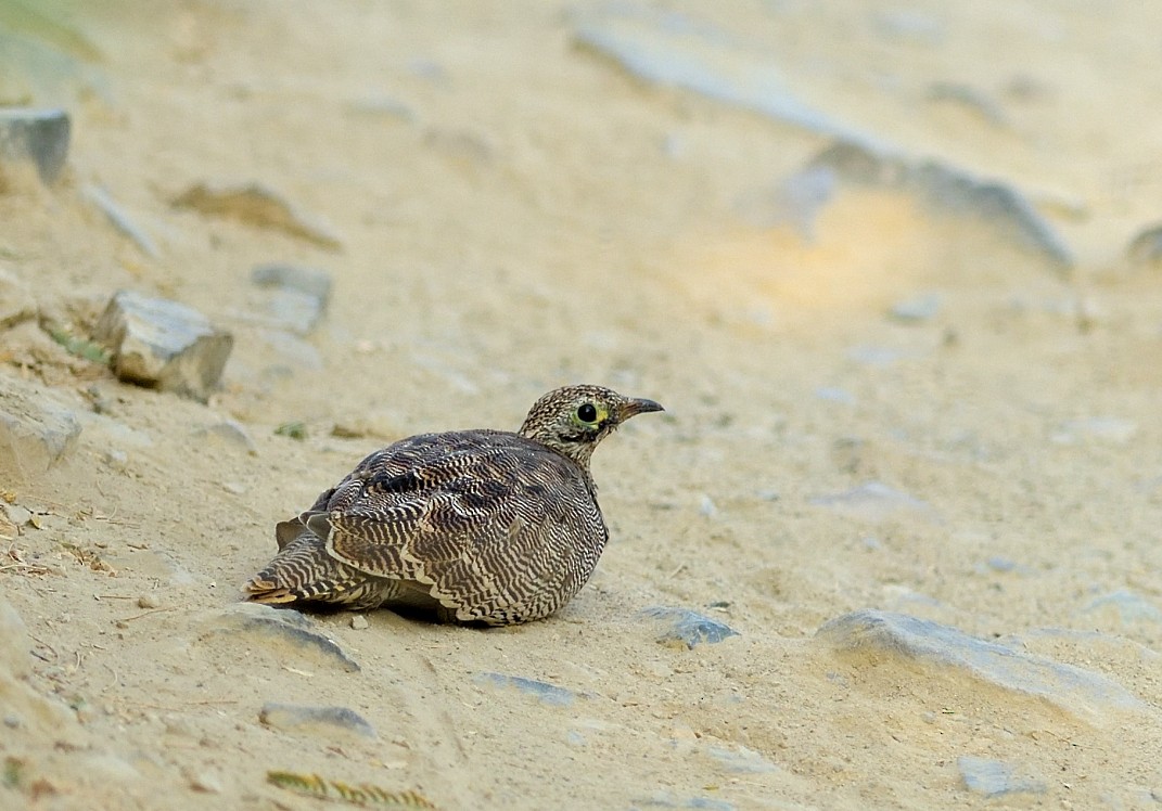 Chestnut-bellied Sandgrouse - ML623917391