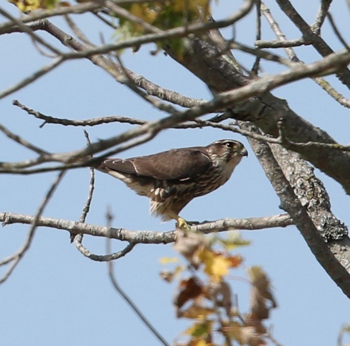 Faucon émerillon (columbarius) - ML623917398