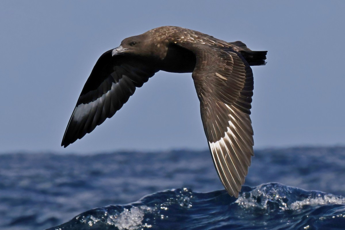 Brown Skua - ML623917440