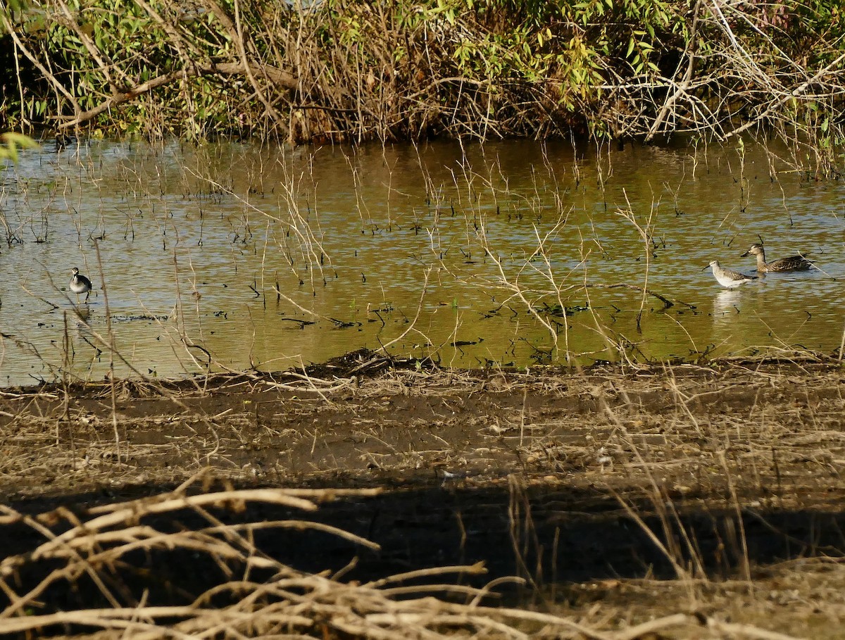 חופית תמירונית - ML623917473