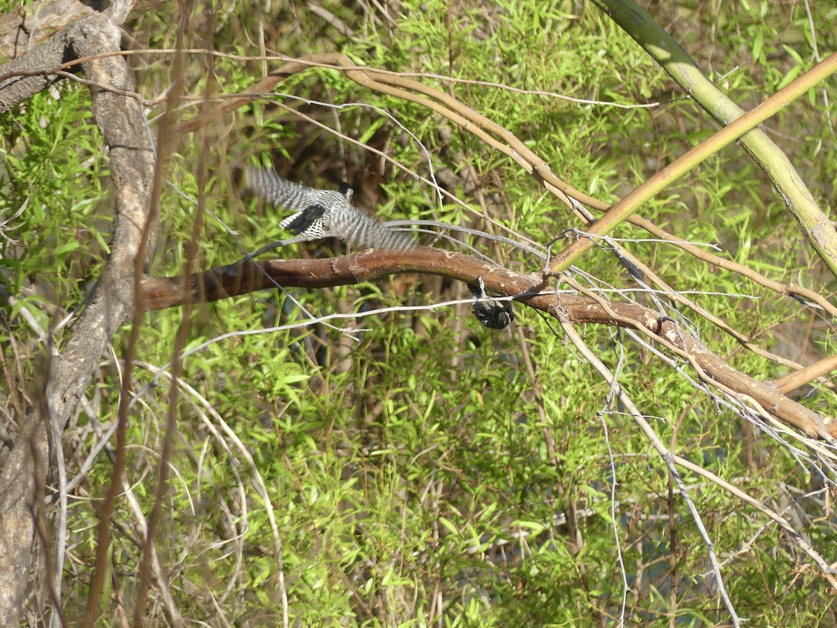 Ladder-backed Woodpecker - Dennis Wolter