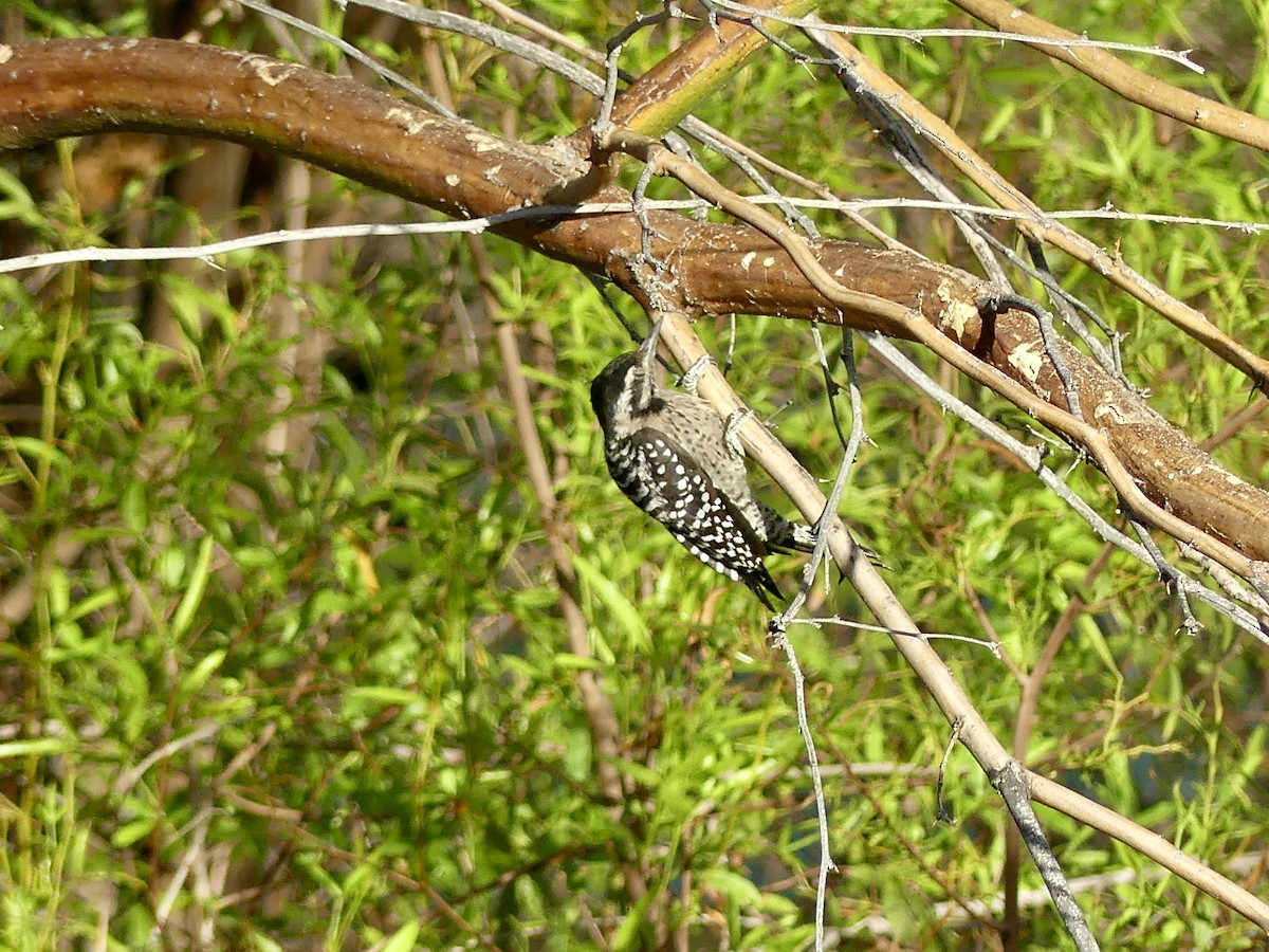 Ladder-backed Woodpecker - Dennis Wolter