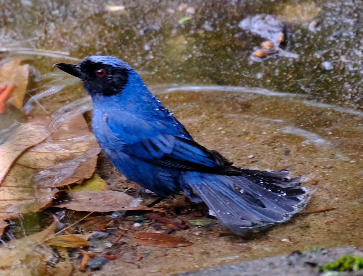 Masked Flowerpiercer - ML623917489