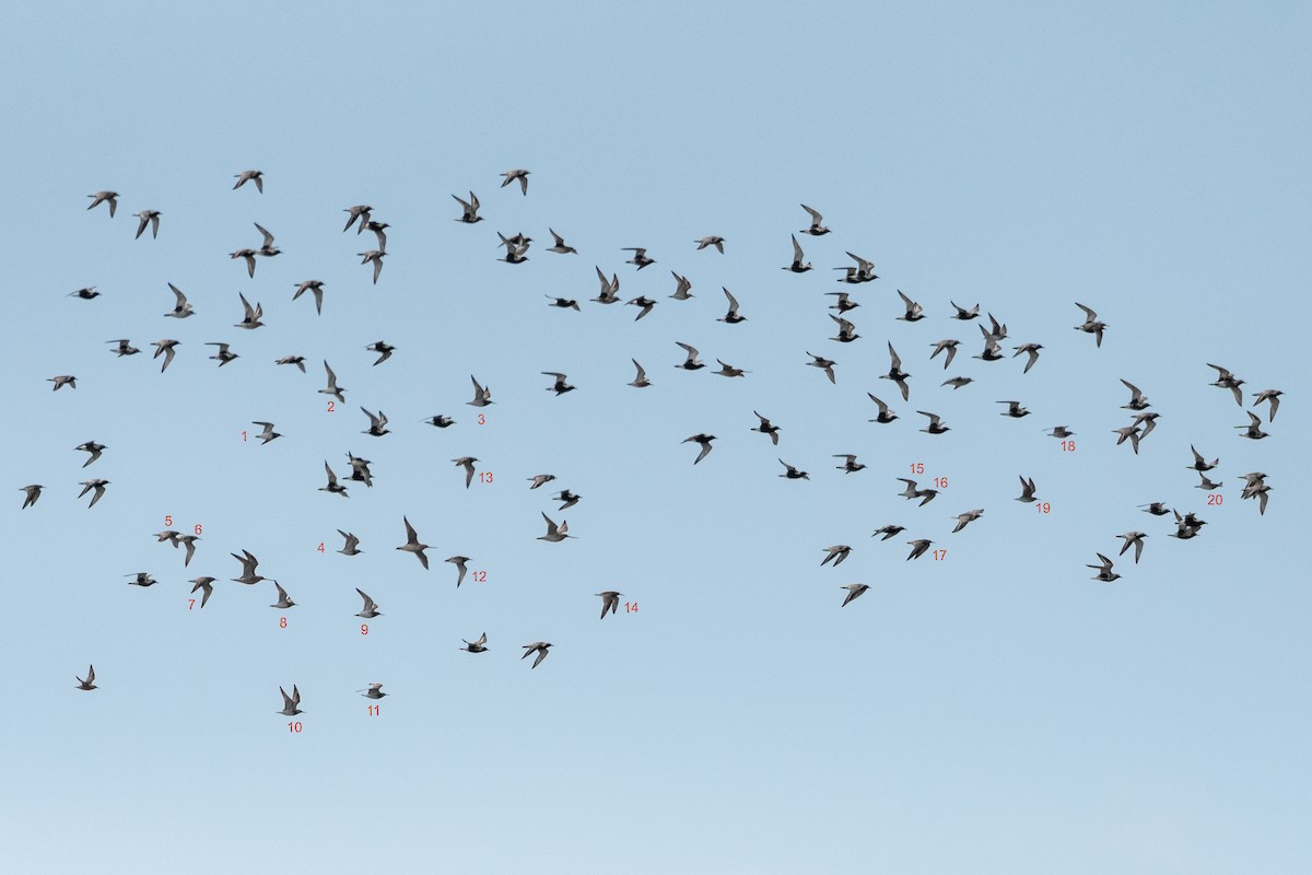 Great Knot - ML623917491