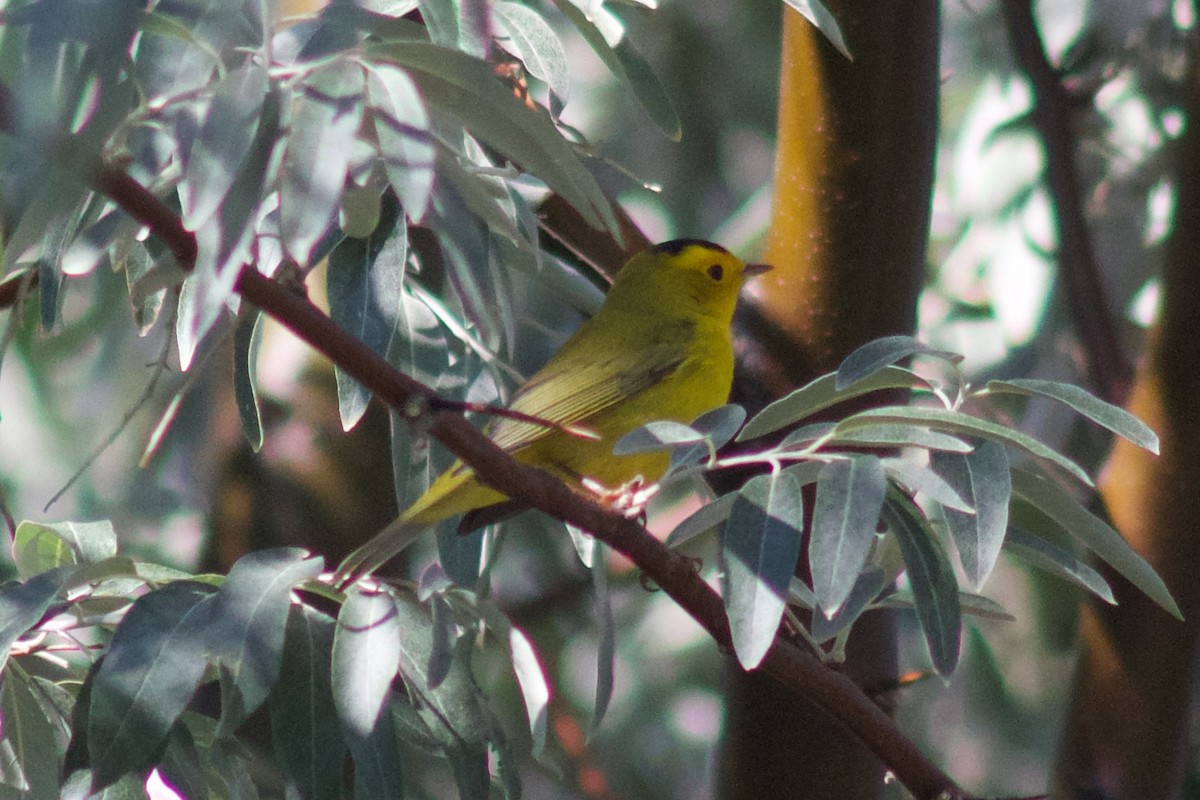 Wilson's Warbler - ML623917511