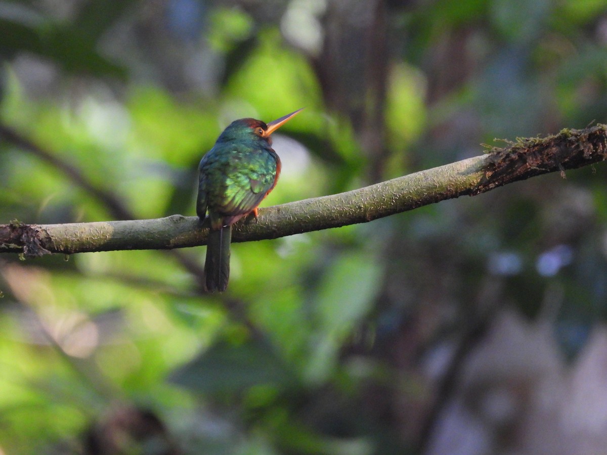 Yellow-billed Jacamar - ML623917524