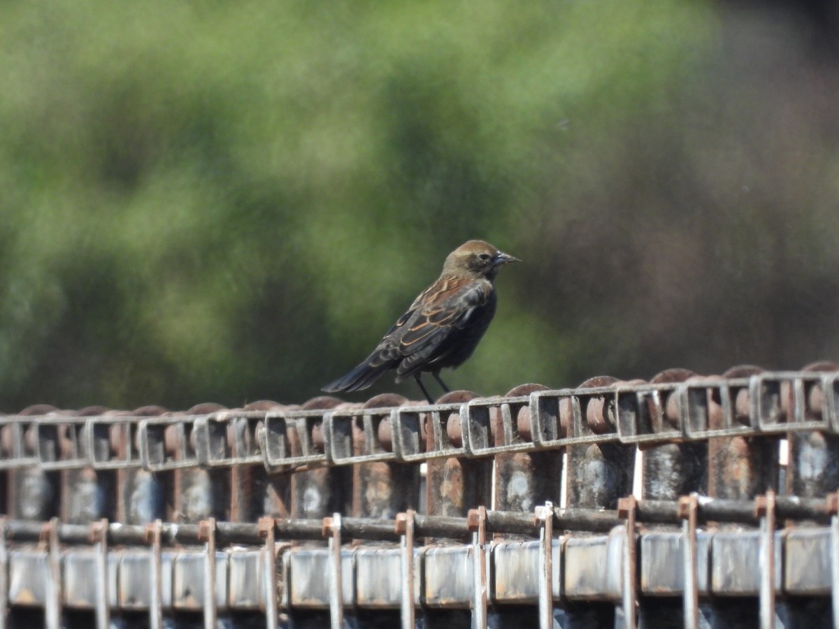 Red-winged Blackbird (California Bicolored) - ML623917539