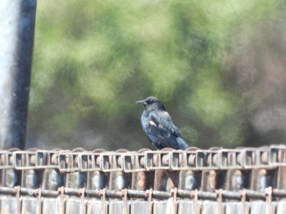 Tricolored Blackbird - ML623917544