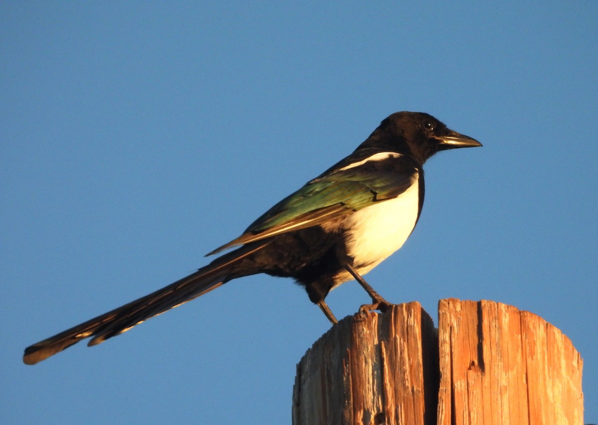 Black-billed Magpie - Mark Romero