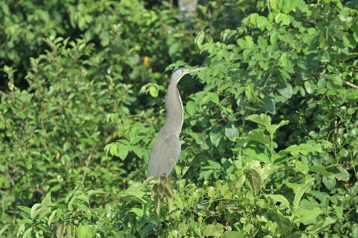 Bare-throated Tiger-Heron - ML623917565