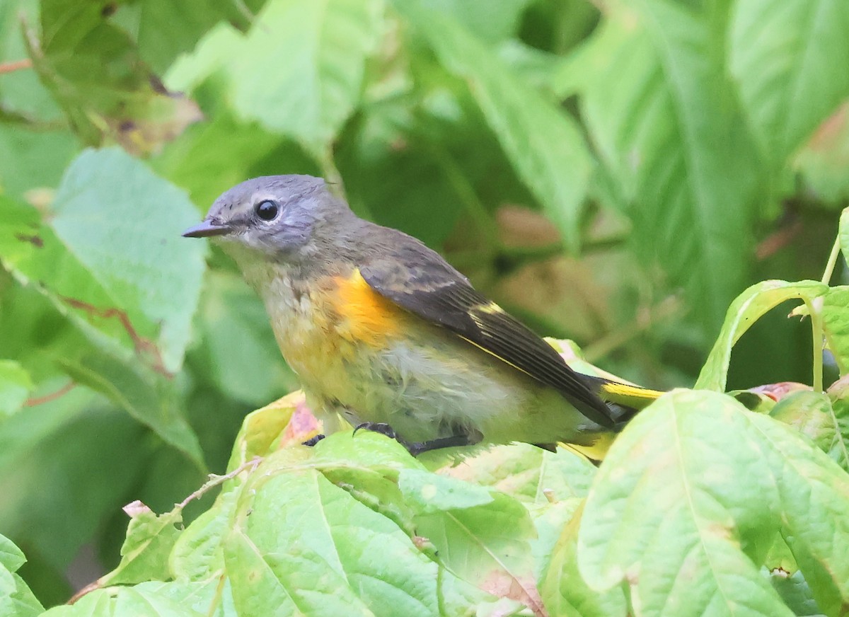 American Redstart - ML623917570