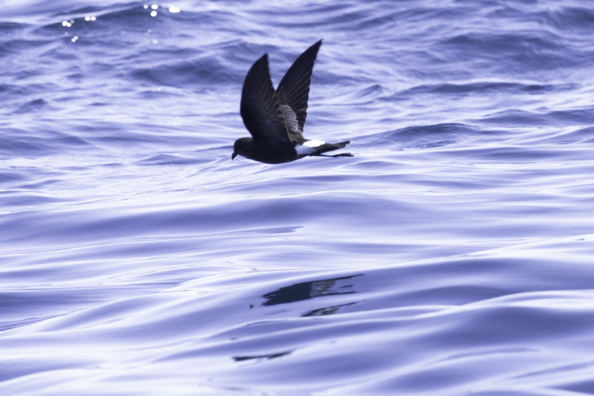 Wilson's Storm-Petrel - ML623917582