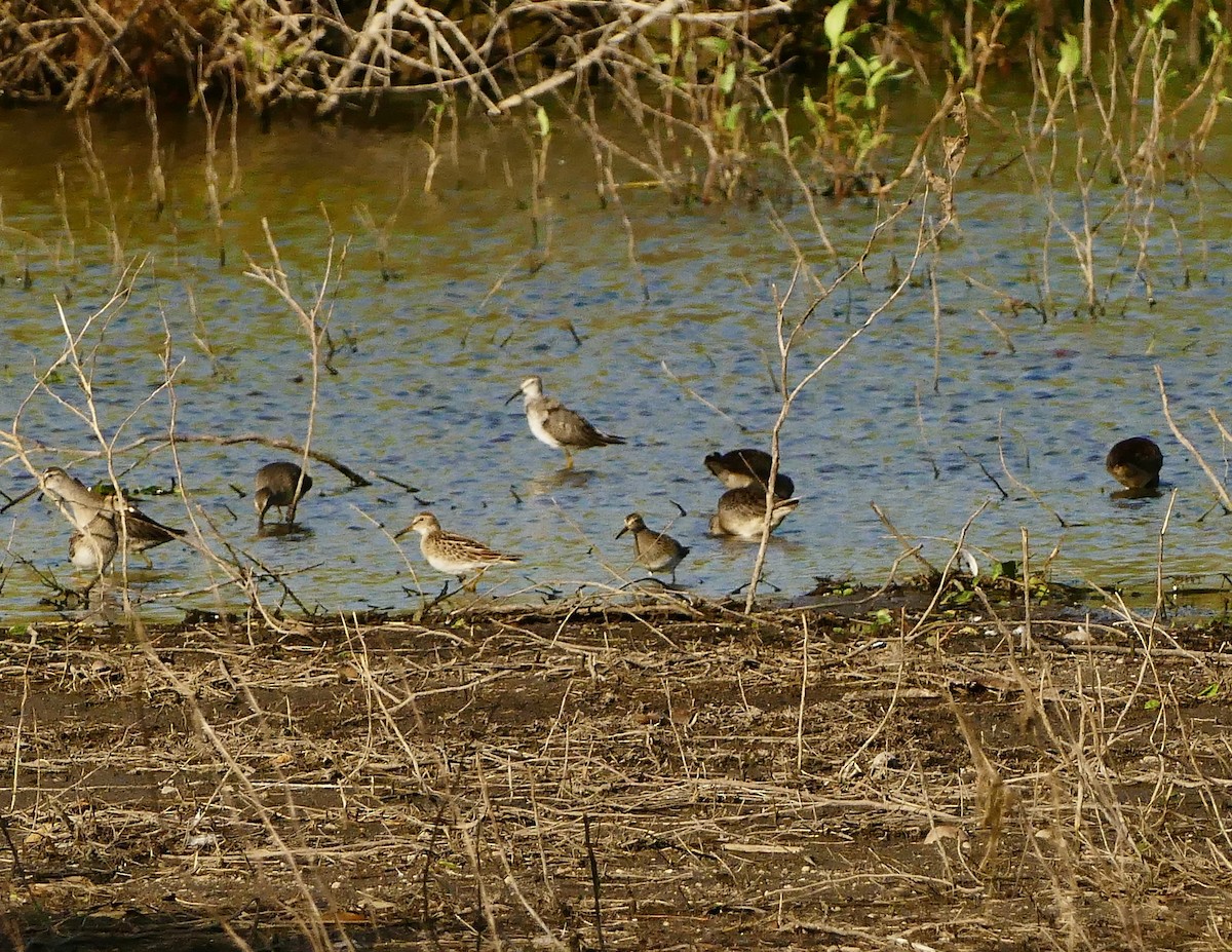 Stilt Sandpiper - ML623917584