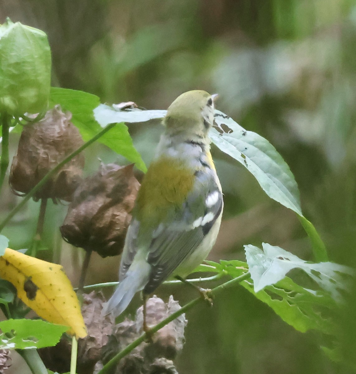 Northern Parula - ML623917594