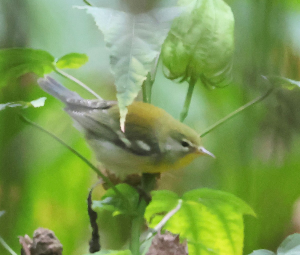 Northern Parula - ML623917595