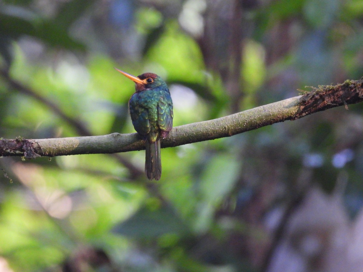 Yellow-billed Jacamar - ML623917599