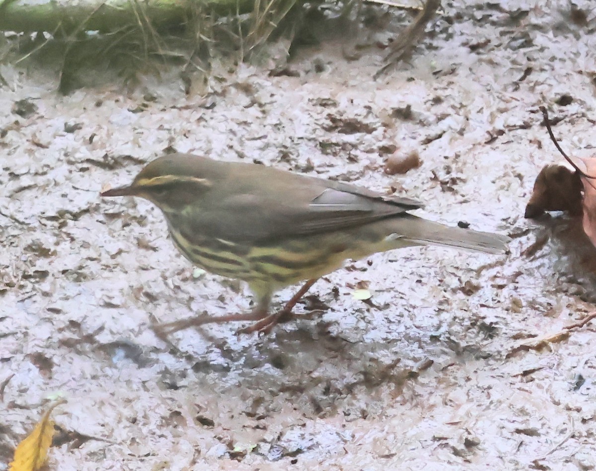 Northern Waterthrush - Dave Czaplak