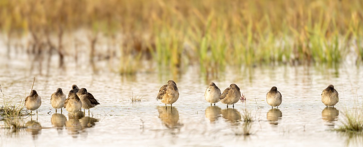 Long-billed Dowitcher - ML623917627