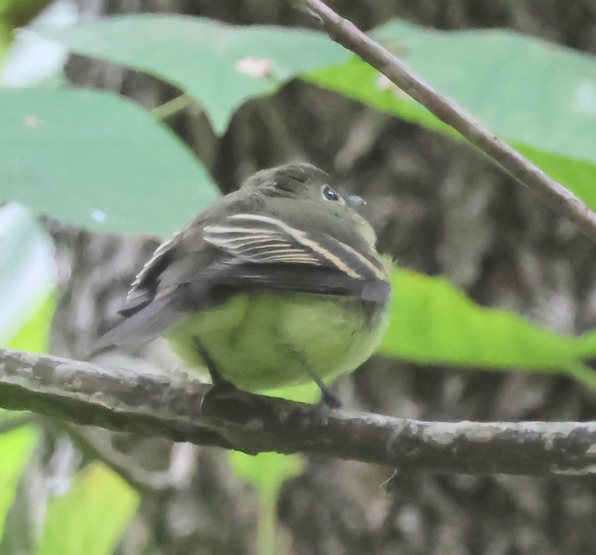 Acadian Flycatcher - ML623917636