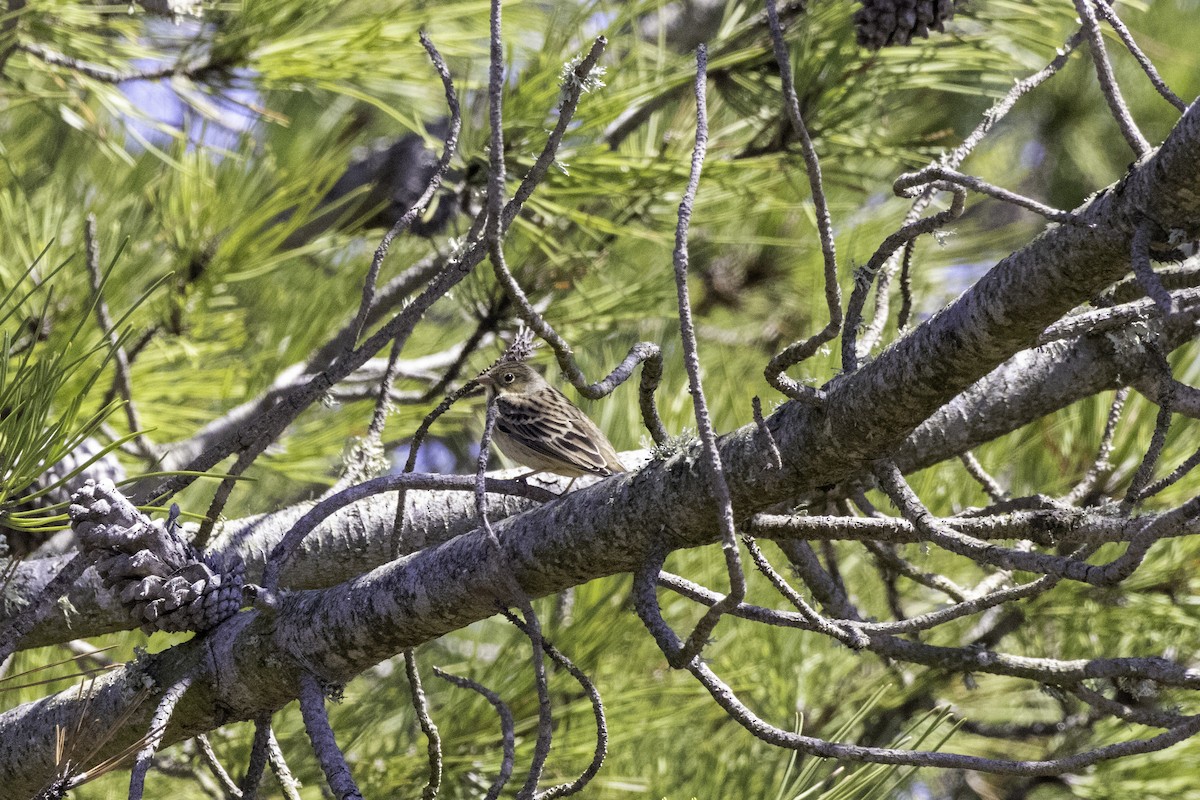 Ortolan Bunting - Megan Howard