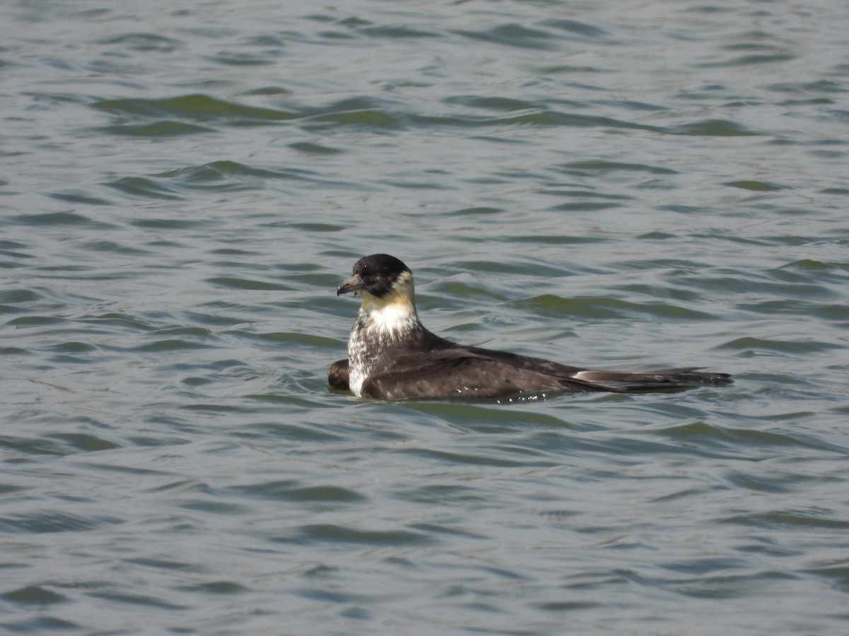 Pomarine Jaeger - ML623917646