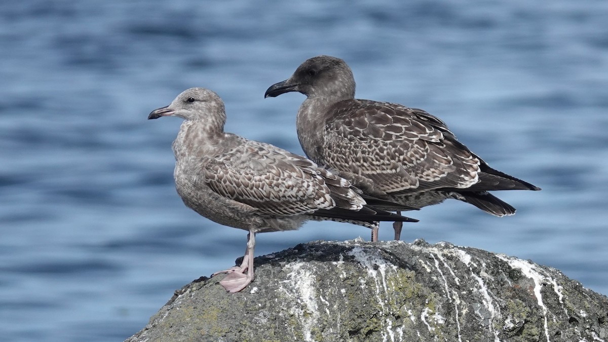 Western Gull - Steve Hampton